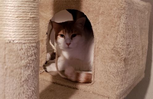 hattie catty.jpg